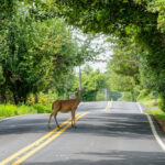 Watch out for Deer on Alabama Roads